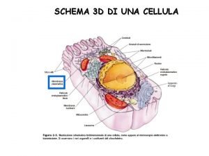 SCHEMA 3 D DI UNA CELLULA Membrane biologiche