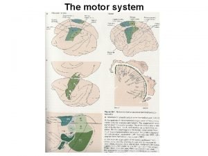 Motor cortical areas the homunculus The motor system
