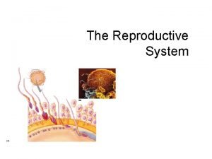 Similarities between male and female reproductive system