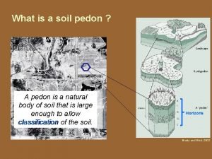 Soil pedon