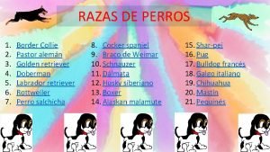 RAZAS DE PERROS 1 2 3 4 5