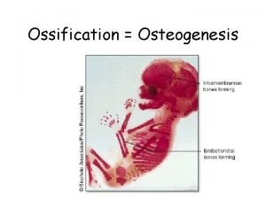Ossification Osteogenesis Ossification Osteogenesis Parts of the fetal