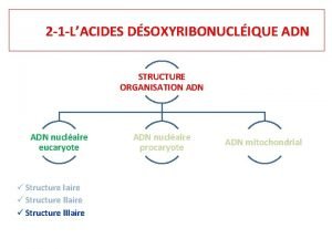 2 1 LACIDES DSOXYRIBONUCLIQUE ADN STRUCTURE ORGANISATION ADN