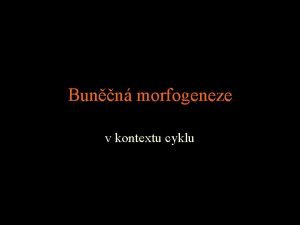 Bunn morfogeneze v kontextu cyklu stedn hodiny bunnho