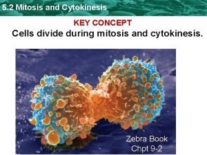 5 2 Mitosis and Cytokinesis KEY CONCEPT Cells