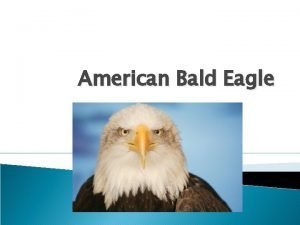 American Bald Eagle Emblem Declared Emblem of the