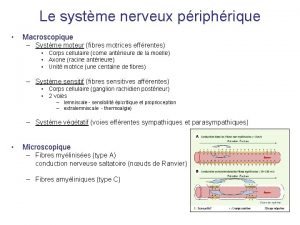 Le systme nerveux priphrique Macroscopique Systme moteur fibres