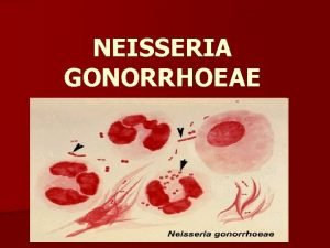 NEISSERIA GONORRHOEAE Albert Ludwig Sigesmund Neisser was a