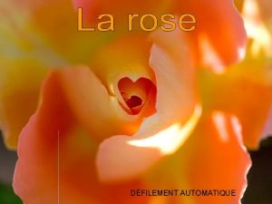 DFILEMENT AUTOMATIQUE Un homme planta une rose et