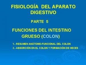 Función del intestino grueso