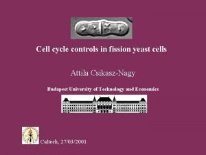 Cell cycle controls in fission yeast cells Attila