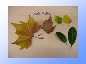 Leafy Maths Investigating leaf size for different trees