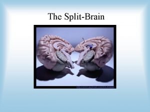 The SplitBrain http www angelfire comwi2 brains Basic