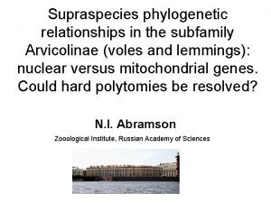 Supraspecies phylogenetic relationships in the subfamily Arvicolinae voles