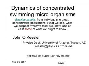 Dynamics of concentrated swimming microorganisms Bacillus subtilis from