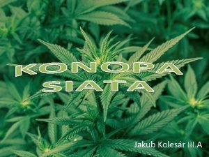 Jakub Kolesr III A Konopa siata Cannabis Sativa