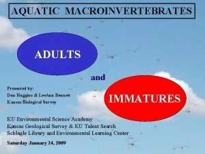 AQUATIC MACROINVERTEBRATES ADULTS and Presented by Don Huggins