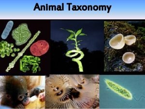 Animal Taxonomy Kingdom Animalia Systematic Position Kingdom Animalia