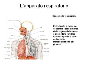 Lapparato respiratorio Consente la respirazione strutturato in modo