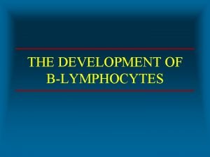 THE DEVELOPMENT OF BLYMPHOCYTES STAGES IN LIFE CYCLE