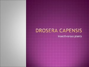 Drosera capensis varieties