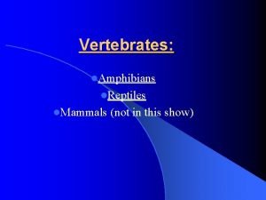 Reptiles organs for locomotion