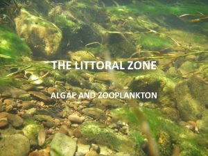 THE LITTORAL ZONE ALGAE AND ZOOPLANKTON Attached algal