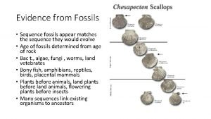 Evidence from Fossils Sequence fossils appear matches the