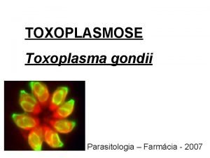 toxoplazma meghal