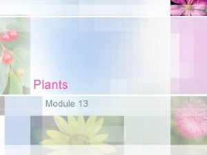 Plants Module 13 Plants share common characteristics Photosynthetic