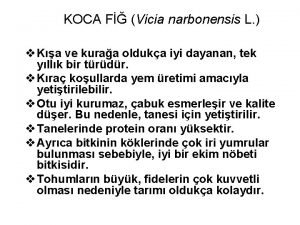 KOCA F Vicia narbonensis L v Ka ve