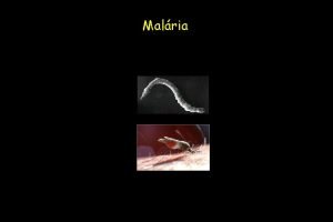 Malria Malria 300 500 milhesano 1 7 2