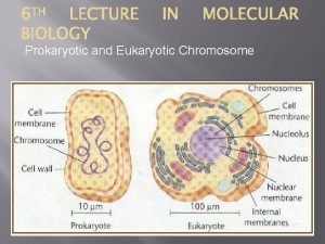 Nucleoid meaning