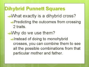 Dihybrid punnett square