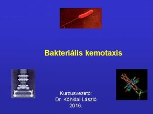 Bakterilis kemotaxis Kurzusvezet Dr Khidai Lszl 2016 A