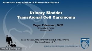 Urinary Bladder Transitional Cell Carcinoma Megan Palmisano DVM