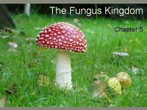 The Fungus Kingdom Chapter 5 The Fungus Kingdom