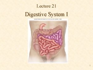 Lecture 21 Digestive System I 1 Digestive System