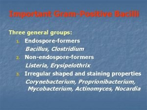 Important GramPositive Bacilli Three general groups 1 Endosporeformers