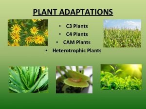 Heterotrophic plants
