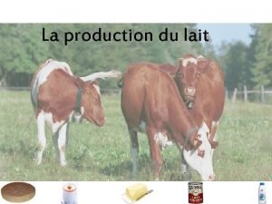 La production du lait Le lait Caractristiques du