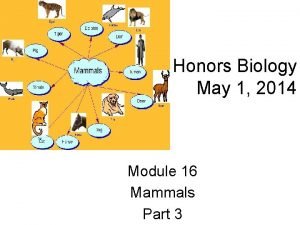 Honors Biology May 1 2014 Module 16 Mammals
