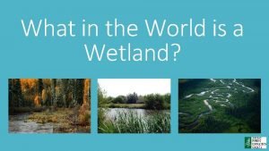 What in the World is a Wetland Wetlands