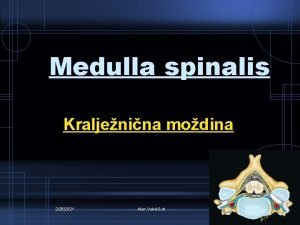 Spinal cord