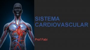 Foto do sistema cardiovascular