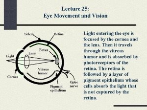Lecture 25 Eye Movement and Vision Sclera Light