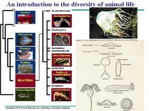 Enterocoelous