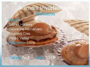 Animais Invertebrados Moluscos Equipe Esther Hadass Giovanna Fernandes