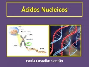 cidos Nucleicos Paula Costallat Canto Lembrando CIDOS NUCLEICOS