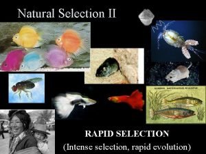 Natural Selection II RAPID SELECTION Intense selection rapid